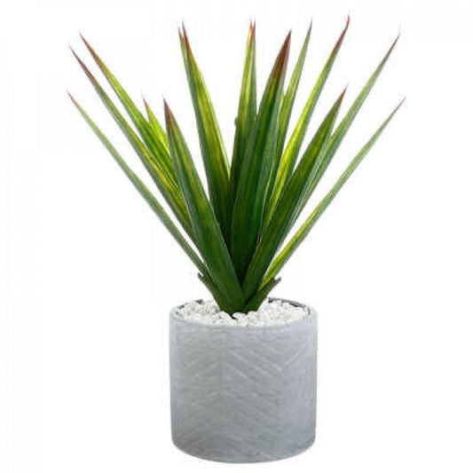 Floare de aloe vera într-un ghiveci gri
