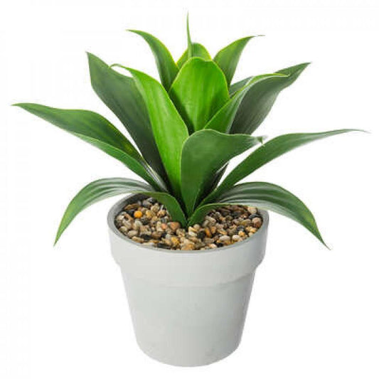 Aloe vera flower in a gray pot