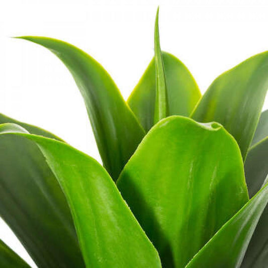 Aloe vera flower in a gray pot