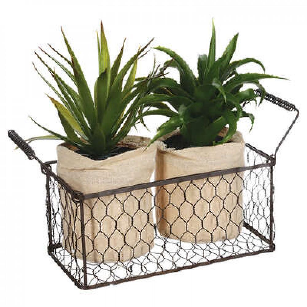 Декорация в кошница Aloe vera