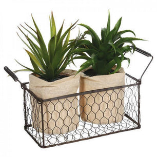 Декорация в кошница Aloe vera