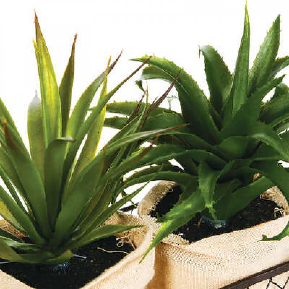 Декорация в кошница Aloe vera