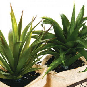Декорация в кошница Aloe vera